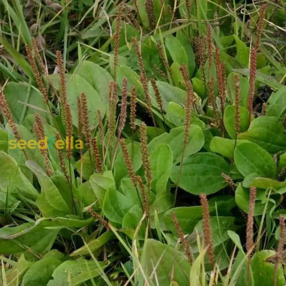 Green Broadleaf Seeds For Planting Premium Quality