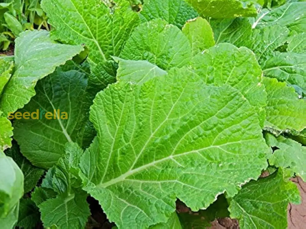 Green Broadleaf Seeds For Planting Premium Quality