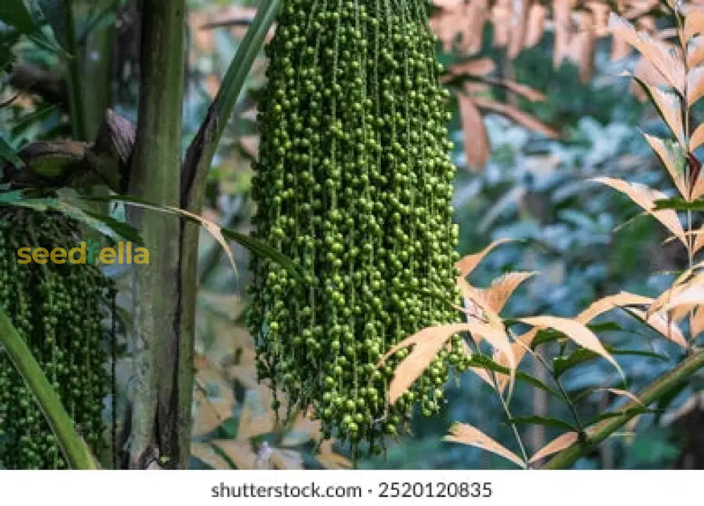 Green Caryota Obtusa Tree Seeds For Easy Planting Plant Seeds