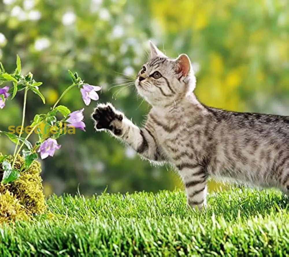 Green Cataria Seeds For Planting Plant Seeds