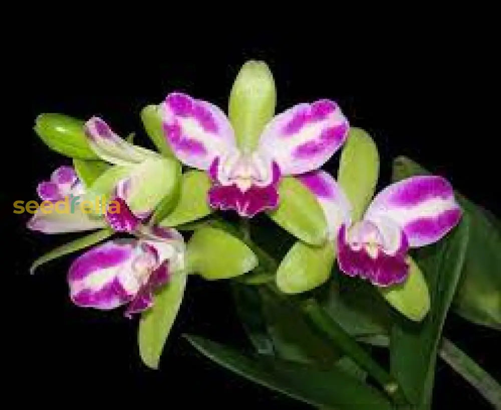Green Cattleya Flower Planting Seeds For Vibrant Blooms