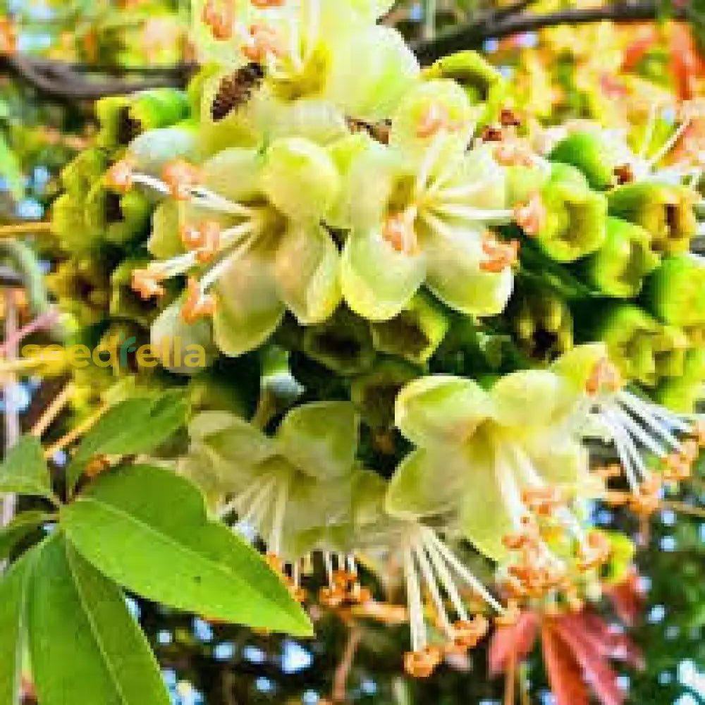 Green Ceiba Pentandra Flower Seeds For Planting Create Stunning Tropical Gardens