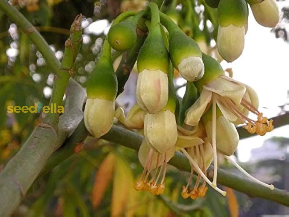 Green Ceiba Pentandra Flower Seeds For Planting Create Stunning Tropical Gardens