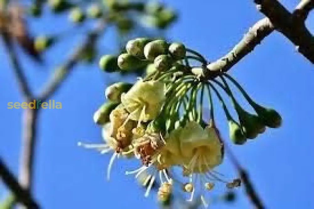 Green Ceiba Pentandra Flower Seeds For Planting Create Stunning Tropical Gardens
