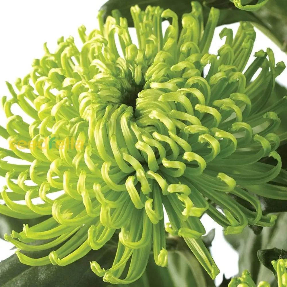 Green Chrysanthemum Seeds For Planting Perennial Blooms Plant Seeds