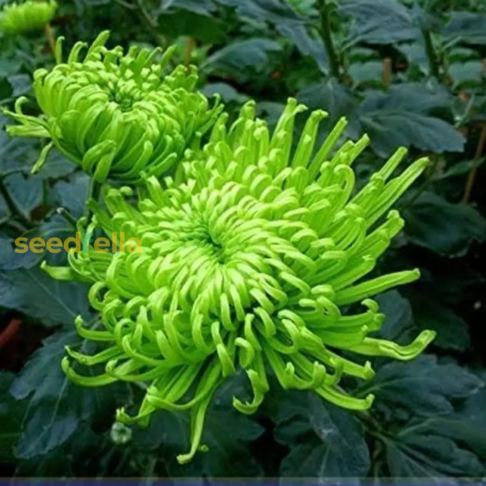 Green Chrysanthemum Seeds For Planting Perennial Blooms Plant Seeds