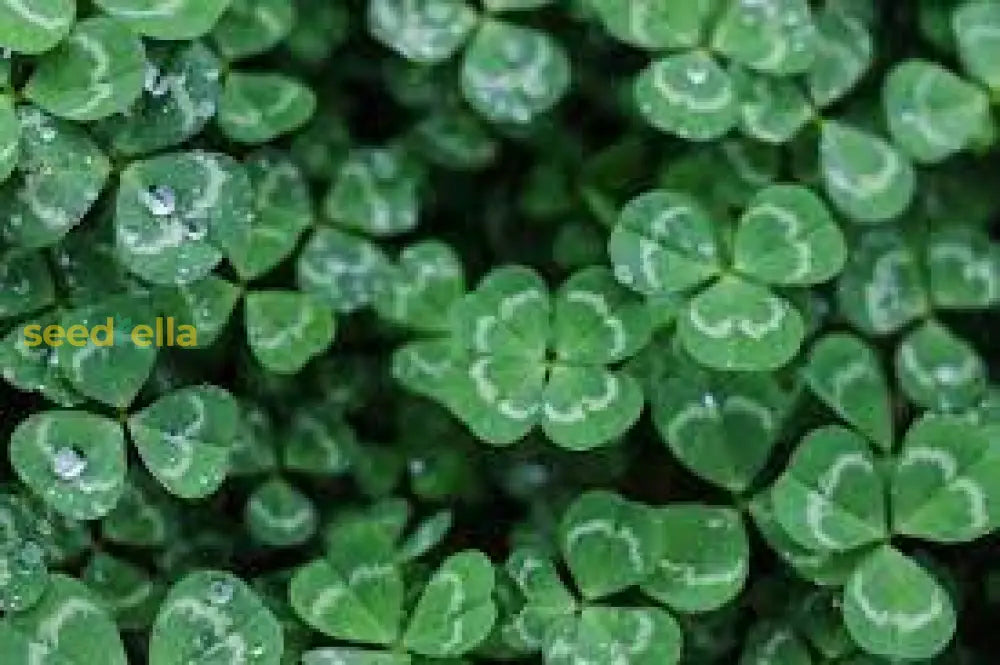 Green Clover Seeds For Planting - Hardy Perennial Flowering Garden Flower