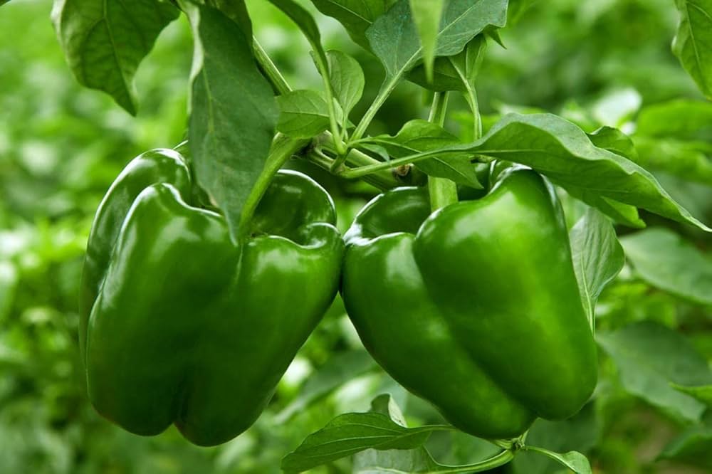 Green Crispum vegetable seeds for containers and gardens