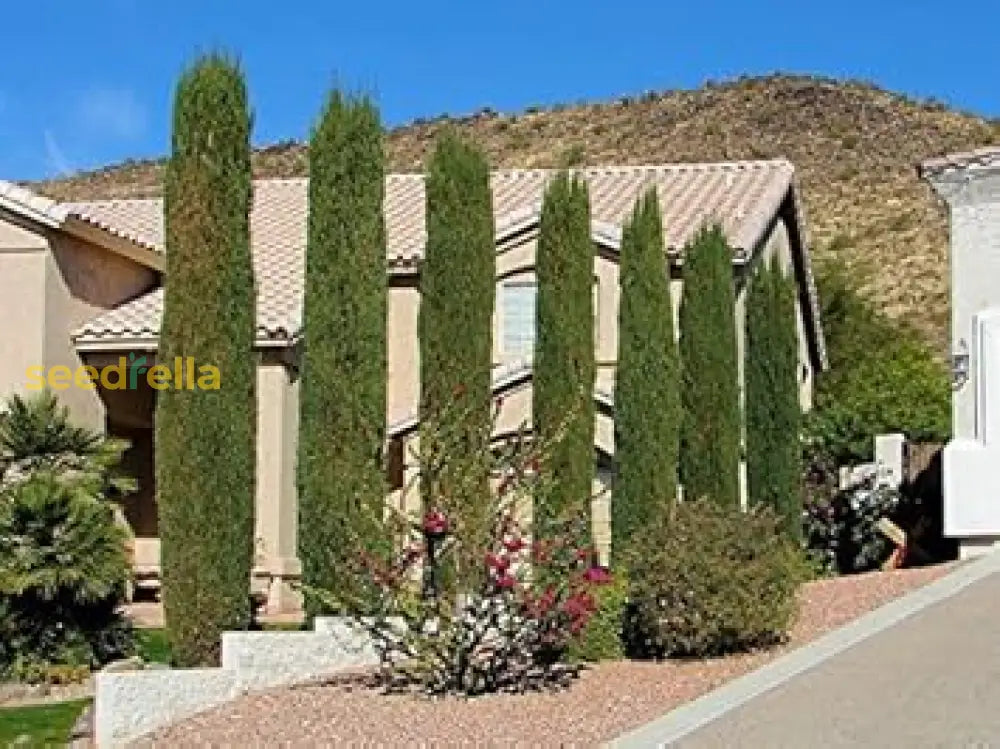 Green Cupressus Stricta Seeds For Planting Tall Evergreen Trees Plant Seeds