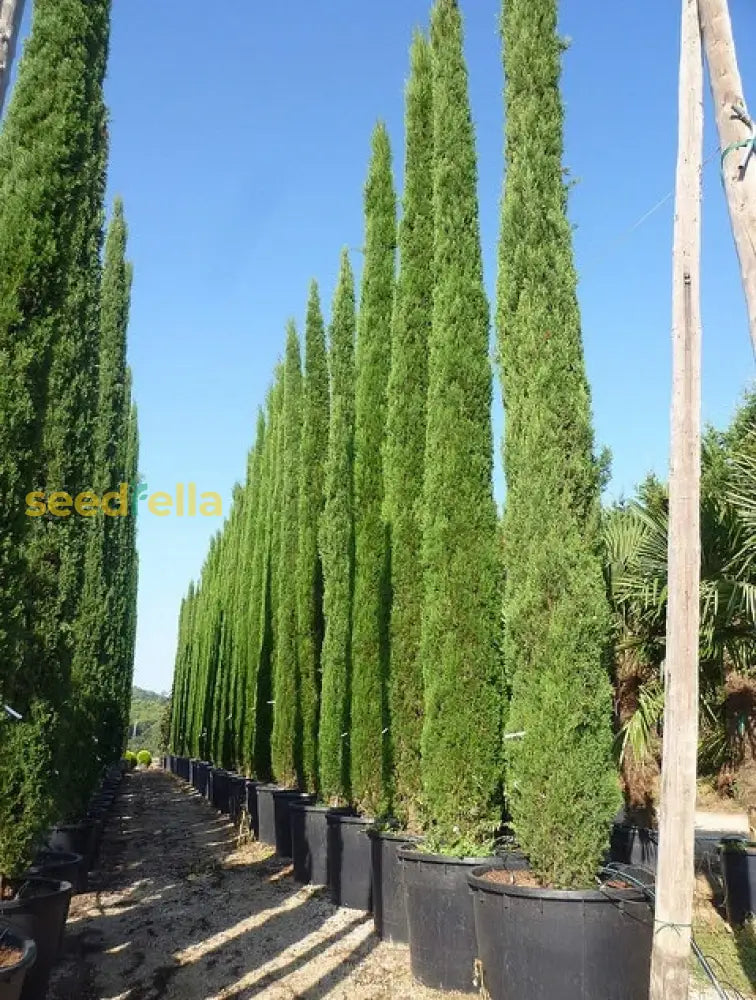 Green Cupressus Stricta Seeds For Planting Tall Evergreen Trees Plant Seeds