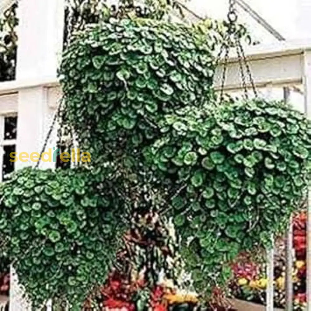 Green Emerald Planting Seeds For Lush Growth Easy To Plant Seeds
