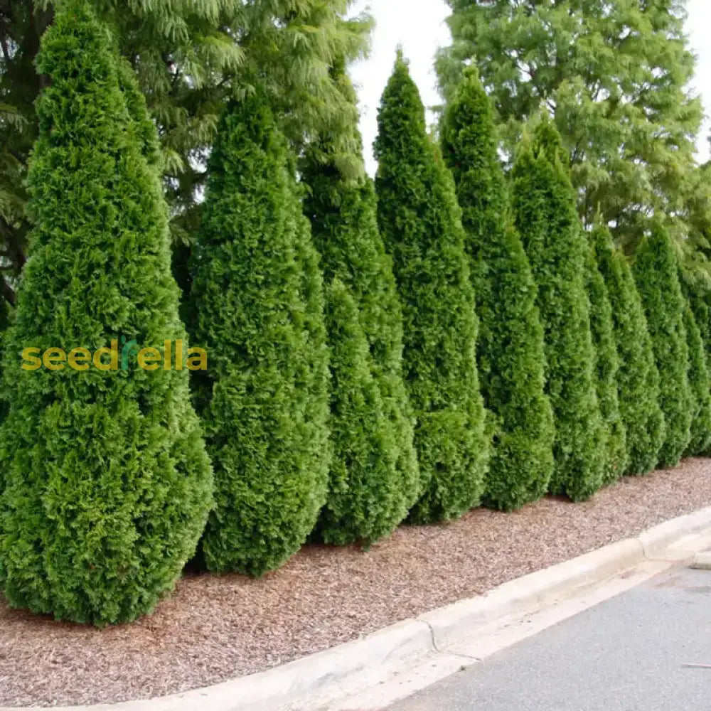 Green Emerald Planting Seeds For Lush Growth Easy To Plant Seeds