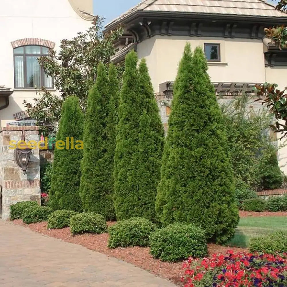 Green Emerald Planting Seeds For Lush Growth Easy To Plant Seeds