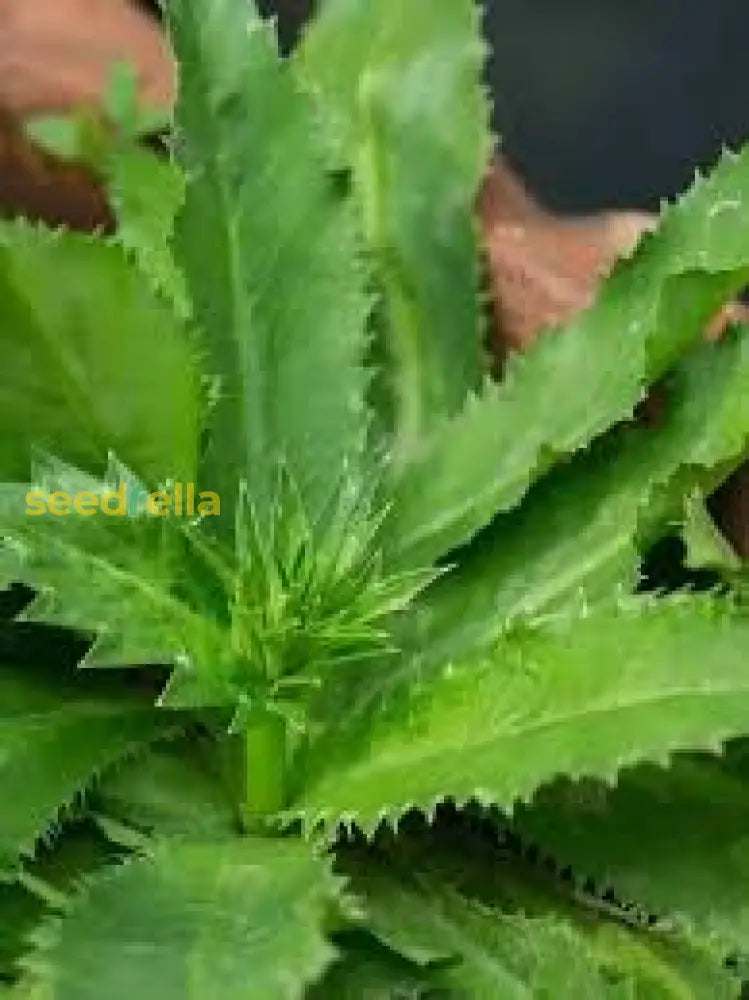 Green Eryngium Foetidum Seeds: Complete Planting Guide Plant Seeds