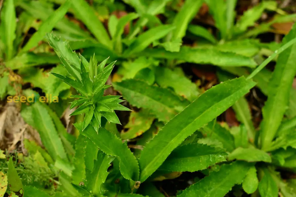 Green Eryngium Foetidum Seeds: Complete Planting Guide Plant Seeds