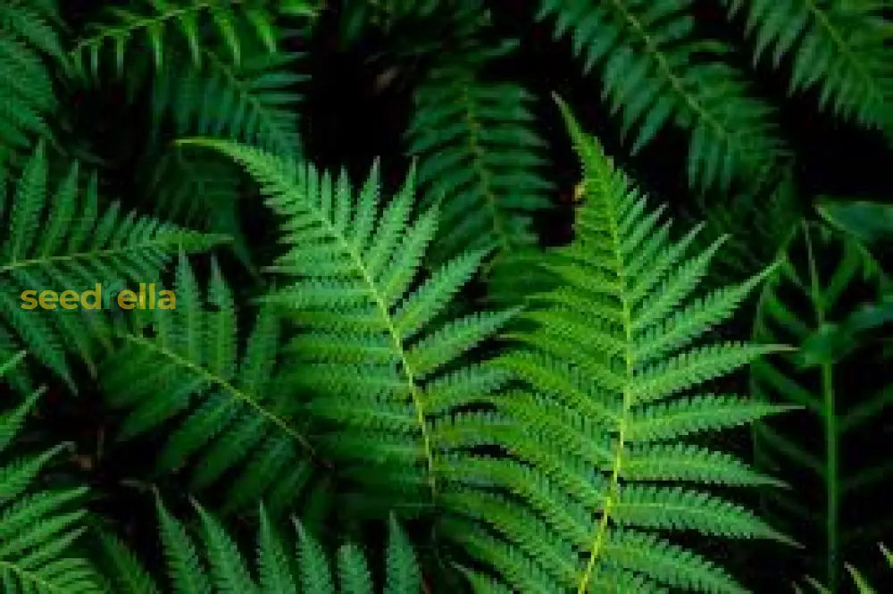 Green Fern Seeds For Perennial Planting Ideal Shade Plant Seeds