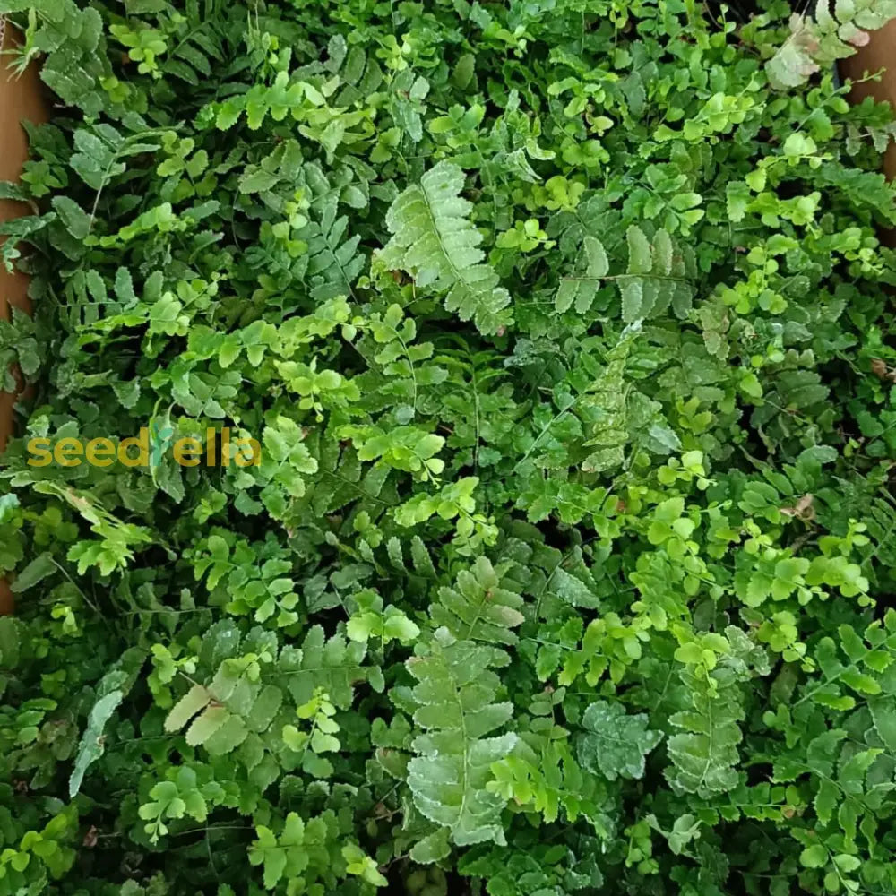 Green Fern Seeds For Perennial Planting Ideal Shade Plant Seeds