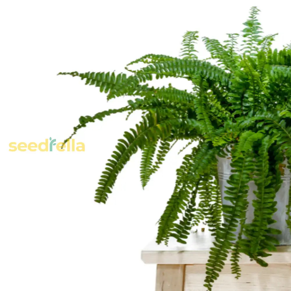 Green Fern Seeds For Perennial Planting Ideal Shade Plant Seeds