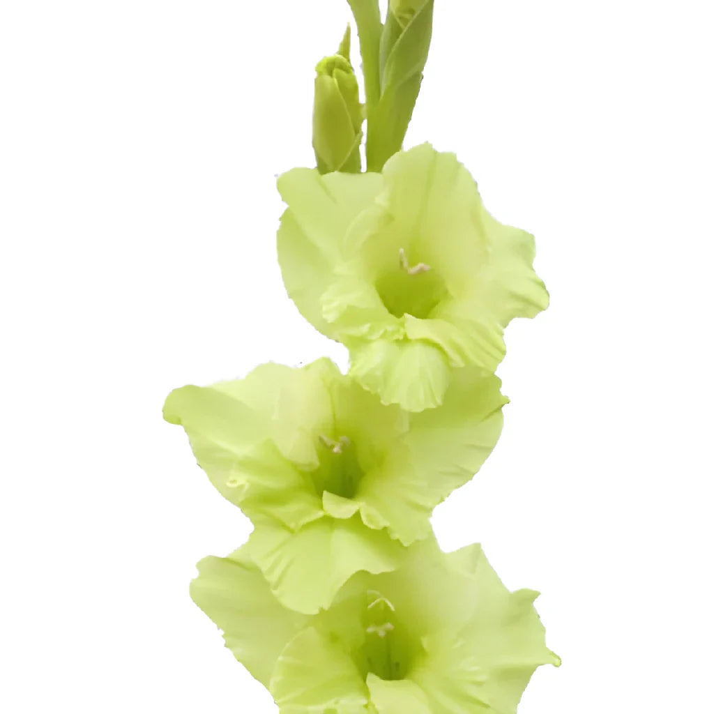 Light Green Gladiolus Flower Seeds for Planting Premium Quality Heirloom & GMO Free Seeds for Home Garden
Sale