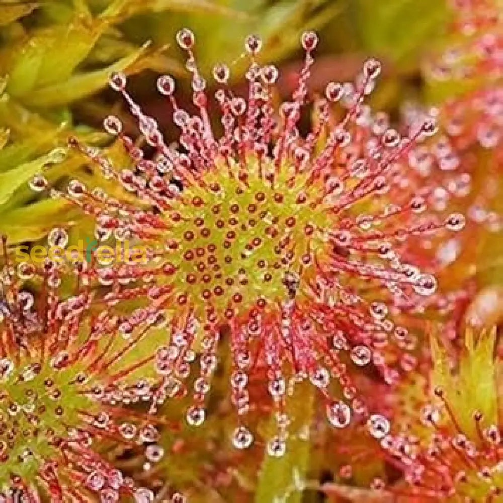 Green Hardy Sundew Plant Seeds For Planting Unique Perennial Insect-Catching Plants Seeds