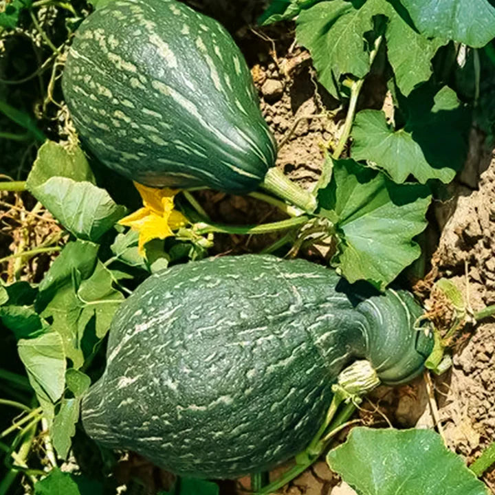Green Hubbard Vegetable Seeds for Planting