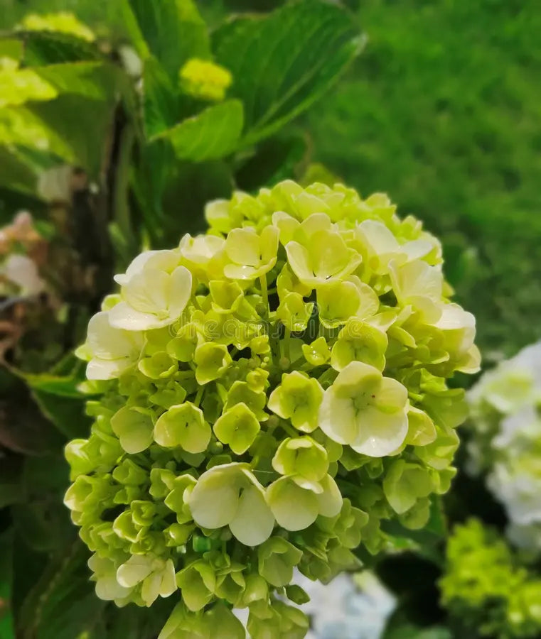 Thick Green Hydrangea Flower Seeds for Easy Planting