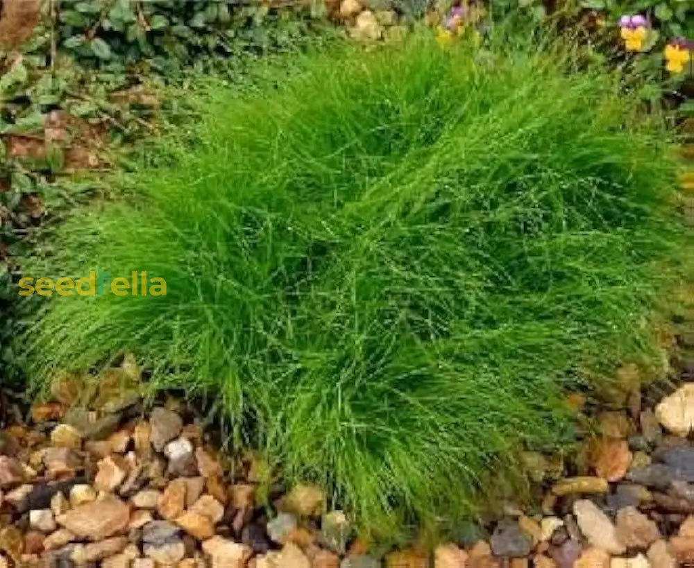 Green Isolepis Cernua Seeds For Planting - Fiber Optic Grass Ornamental Plant Seeds