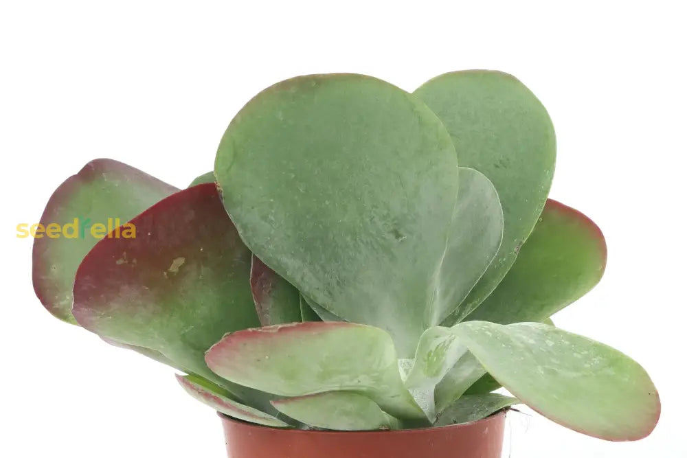 Green Kalanchoe Thyrsiflora Planting Seeds - Grow Unique Succulents Plant Seeds