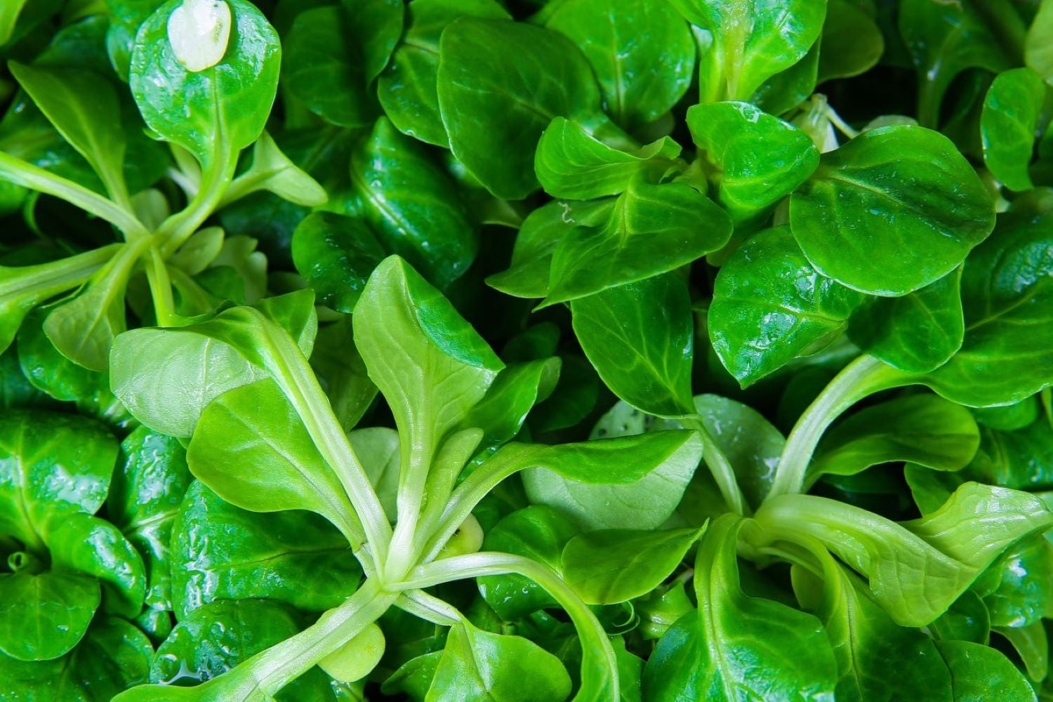 Lamb's Lettuce Vegetable Seeds Planting Made Simple