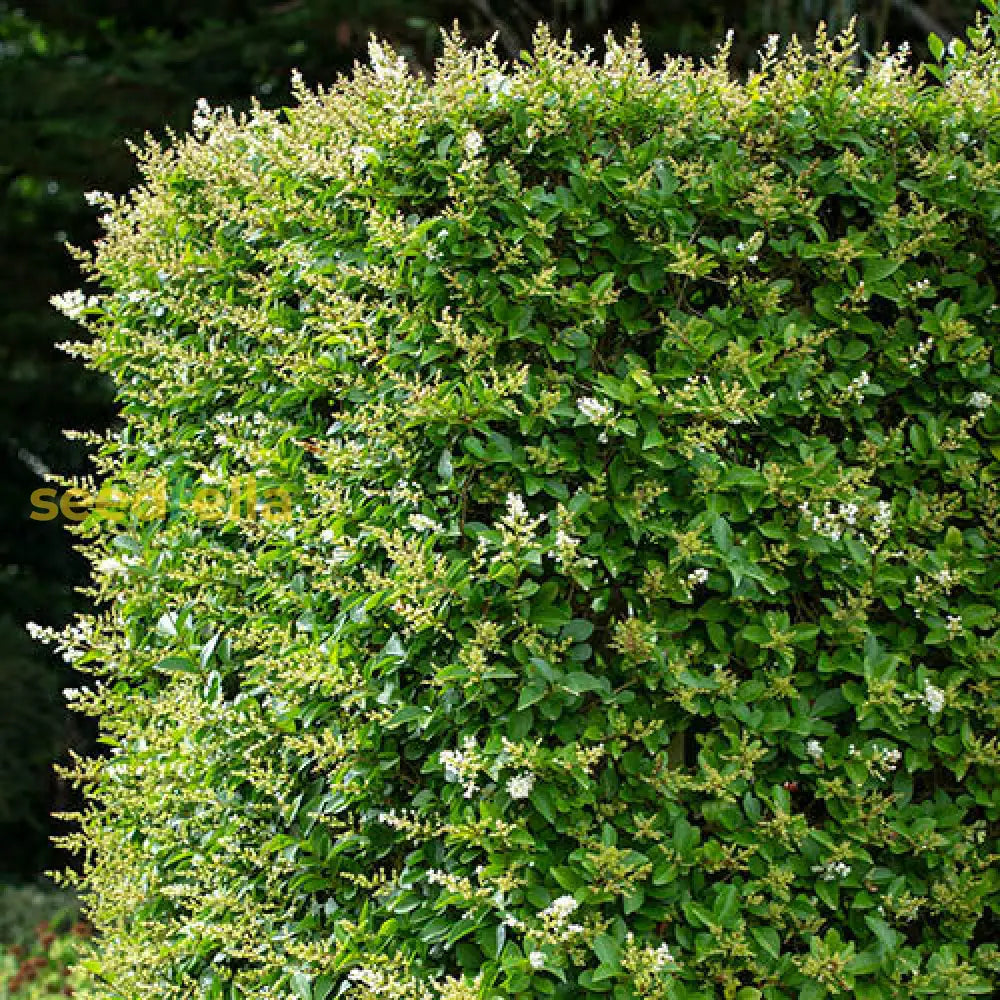 Green Ligustrum Seeds Lush Perennial Planting For Dense Hedges Plant Seeds