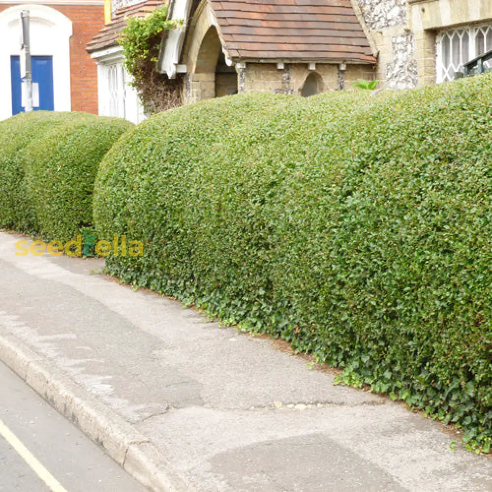 Green Ligustrum Seeds Lush Perennial Planting For Dense Hedges Plant Seeds