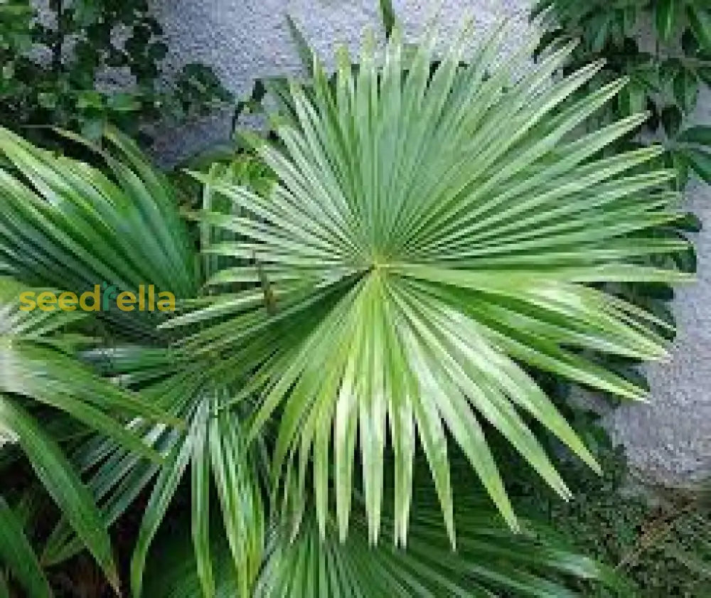 Green Livistona Tree Seeds For Planting Plant Seeds