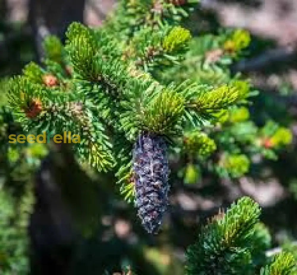 Green Longaeva Tree Planting Seeds - Grow Your Own Today Plant Seeds