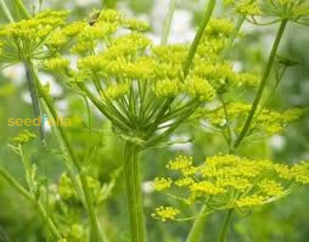 Green Lovage Seeds For Easy Planting Plant Seeds