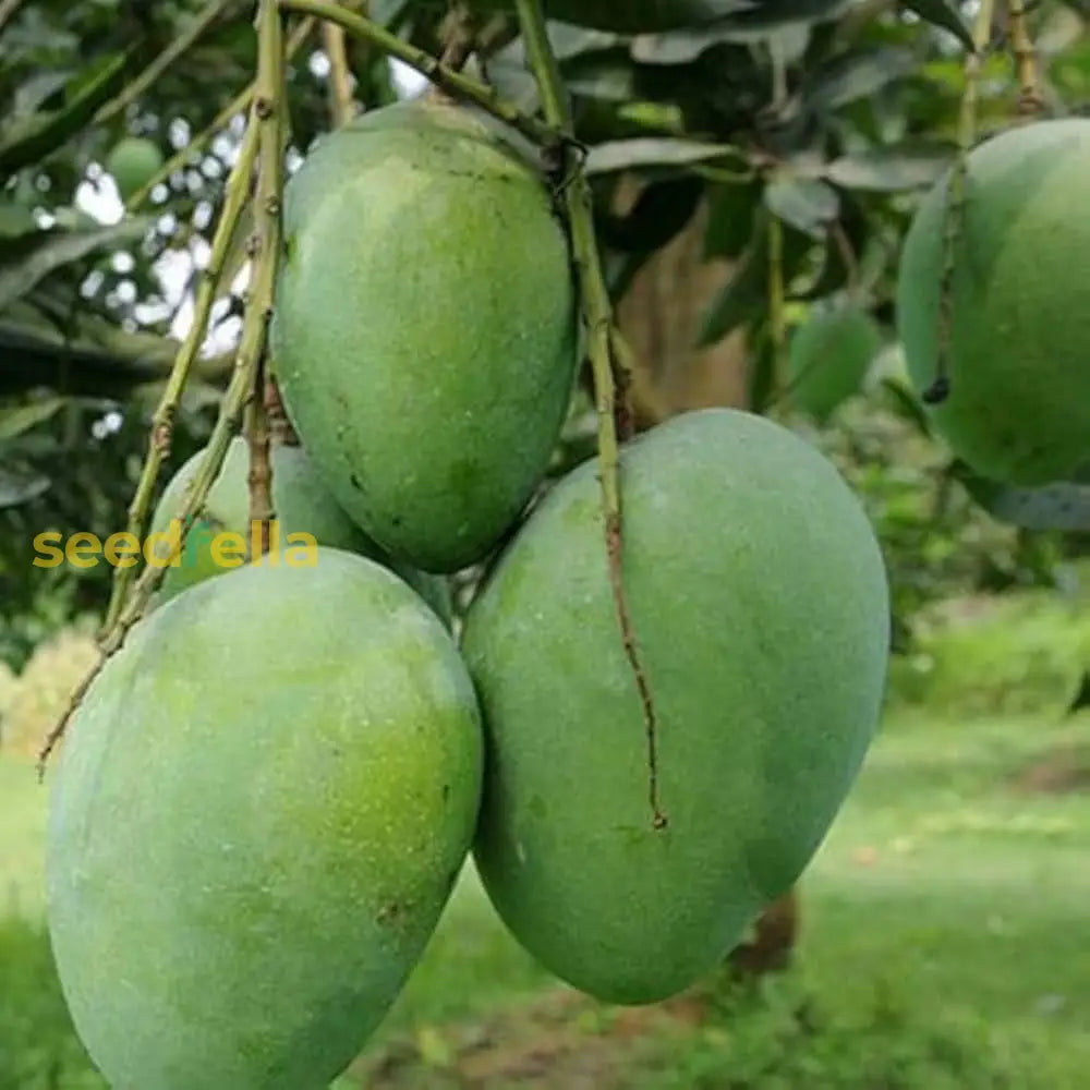 Green Mango Seeds For Planting Fruit