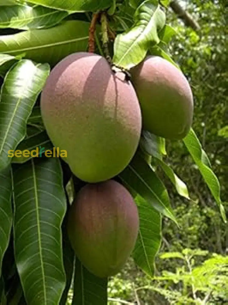 Close-up of green mango seeds for planting seeds | Premium green mango seeds for planting seed packet for planting | Young green mango seeds for planting seedlings growing in containers | Healthy green mango seeds for planting tree growing in home garden | Green Mango Seeds for Planting for home garden planting