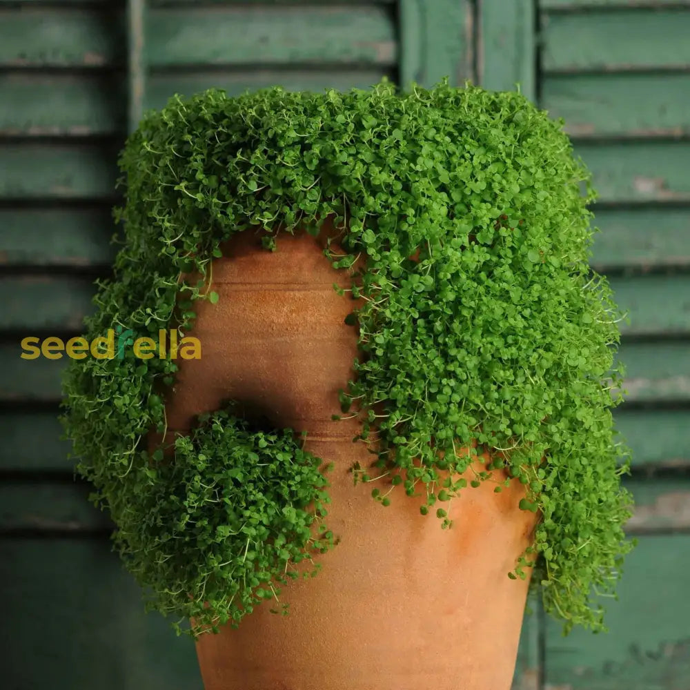 Green Mini Corsican Mint Seeds For Easy Planting Plant Seeds