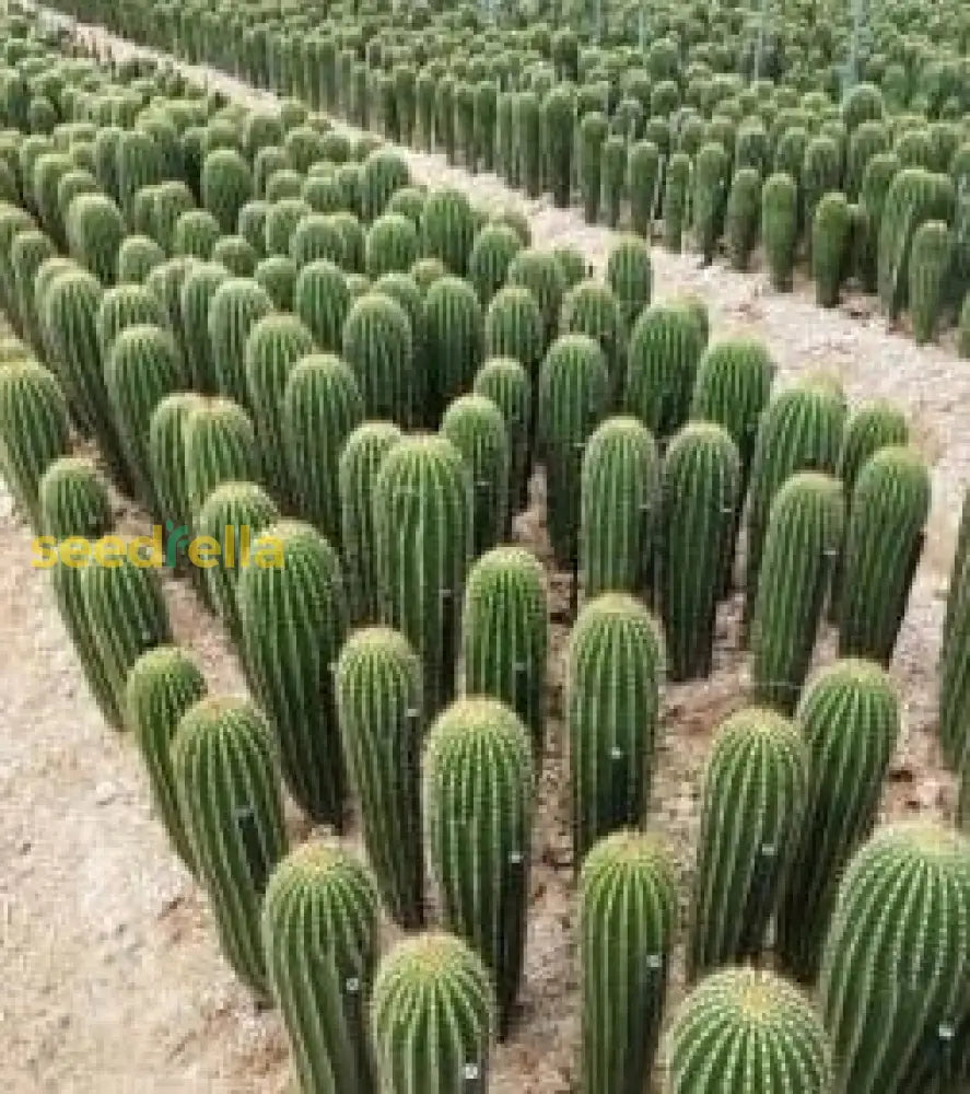 Green Neobuxbaumia Polyopha Planting Seeds - Perfect For Your Garden Plant Seeds