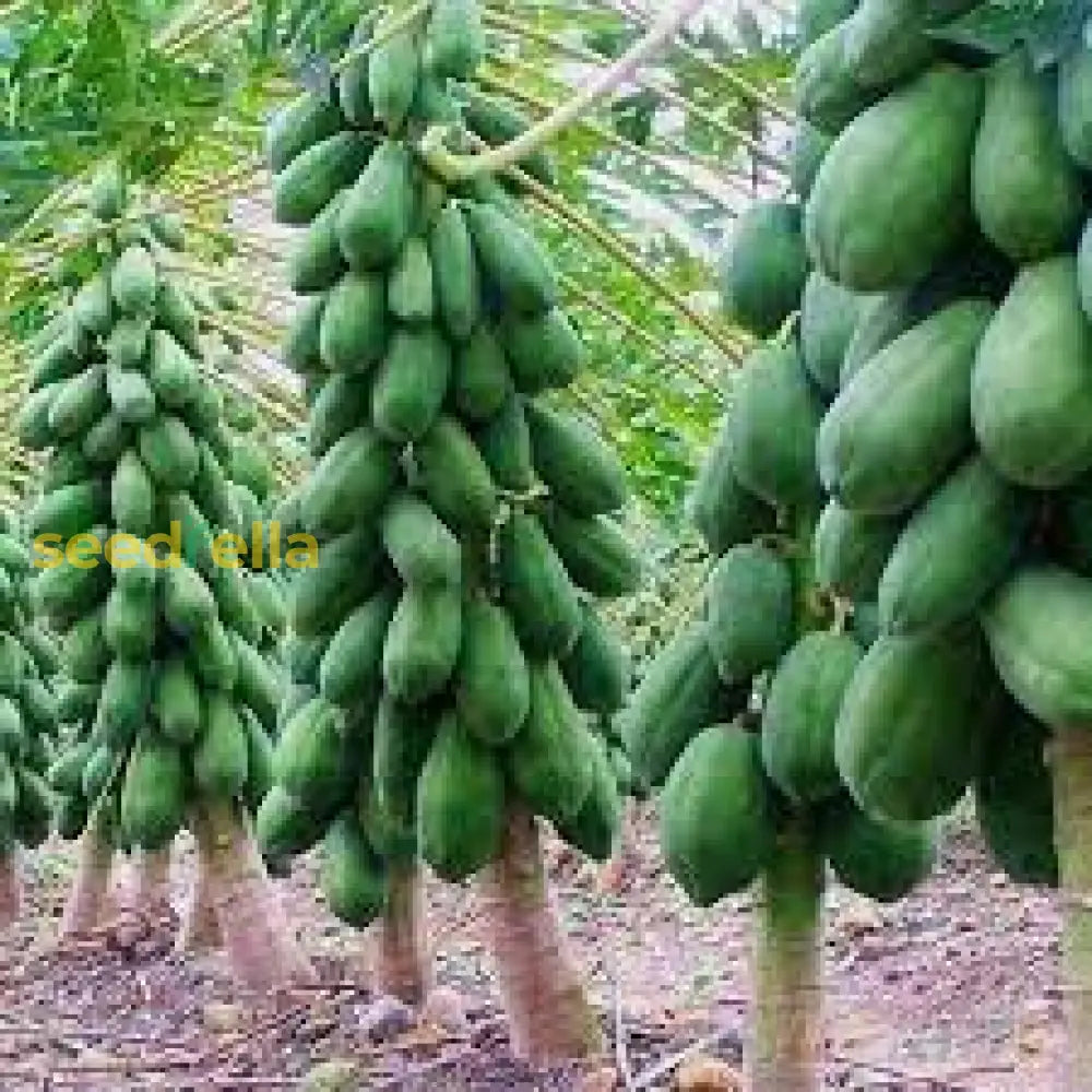 Green Papaya Seeds For Planting - Carica Tree Fruit
