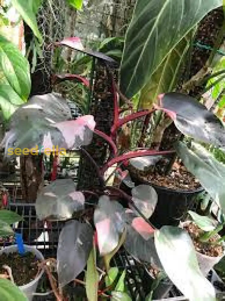 Green Philodendron Erubescens Seeds For Planting Plant Seeds