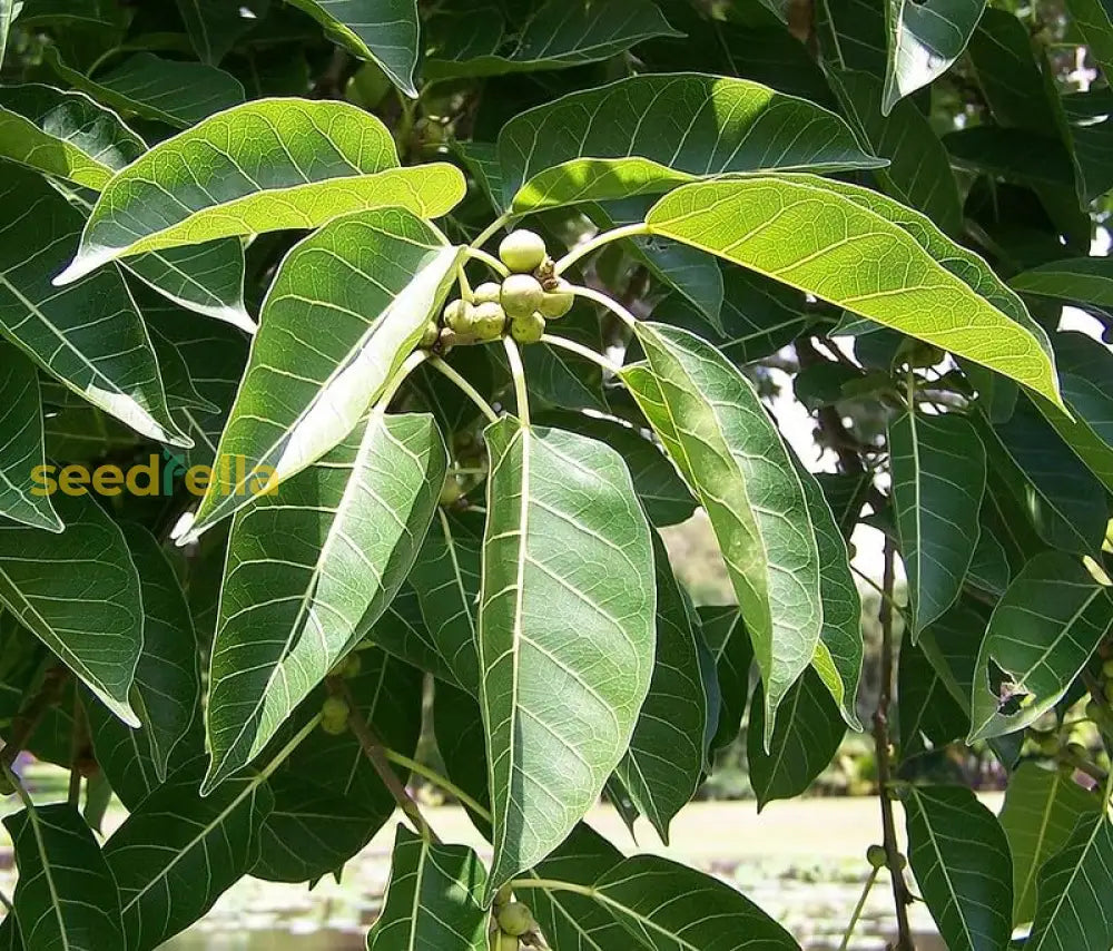 Green Pilkhan Tree Planting Seeds For Sale Plant Seeds