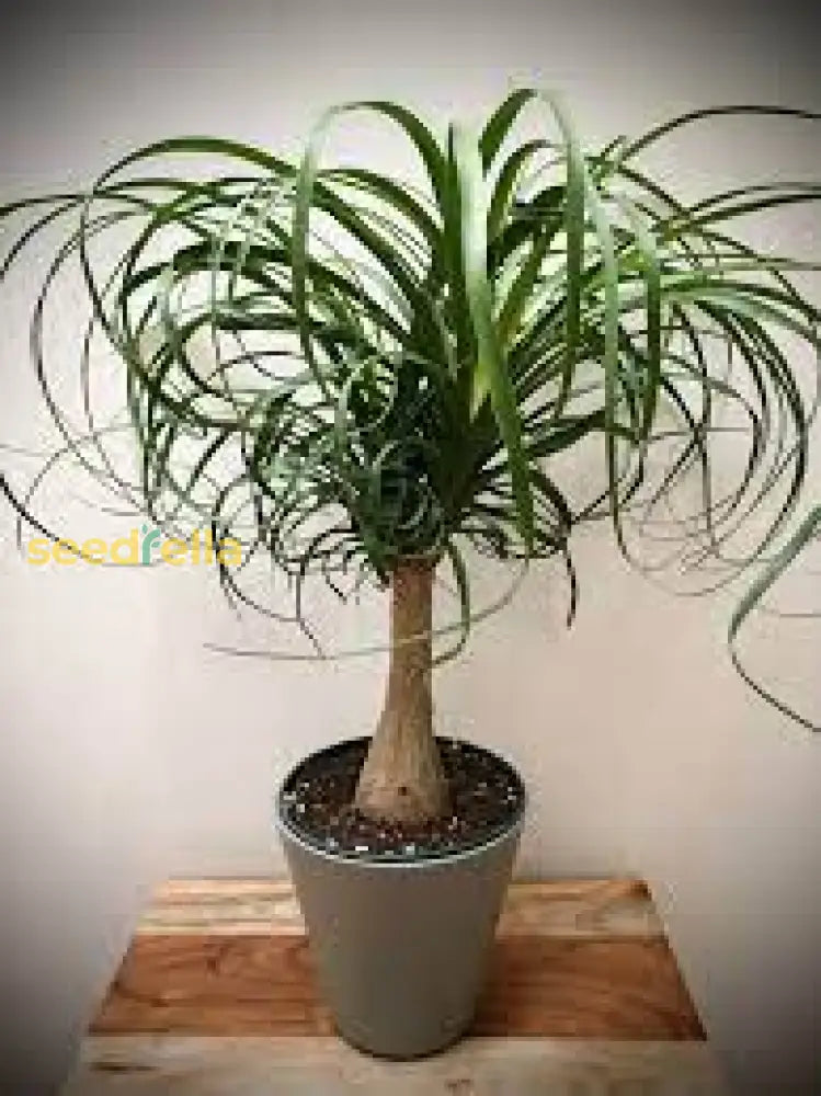 Green Ponytail Palm Seeds For Planting Tropical Indoor Plant Seeds