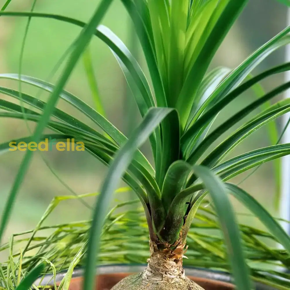 Green Ponytail Palm Seeds For Planting Tropical Indoor Plant Seeds