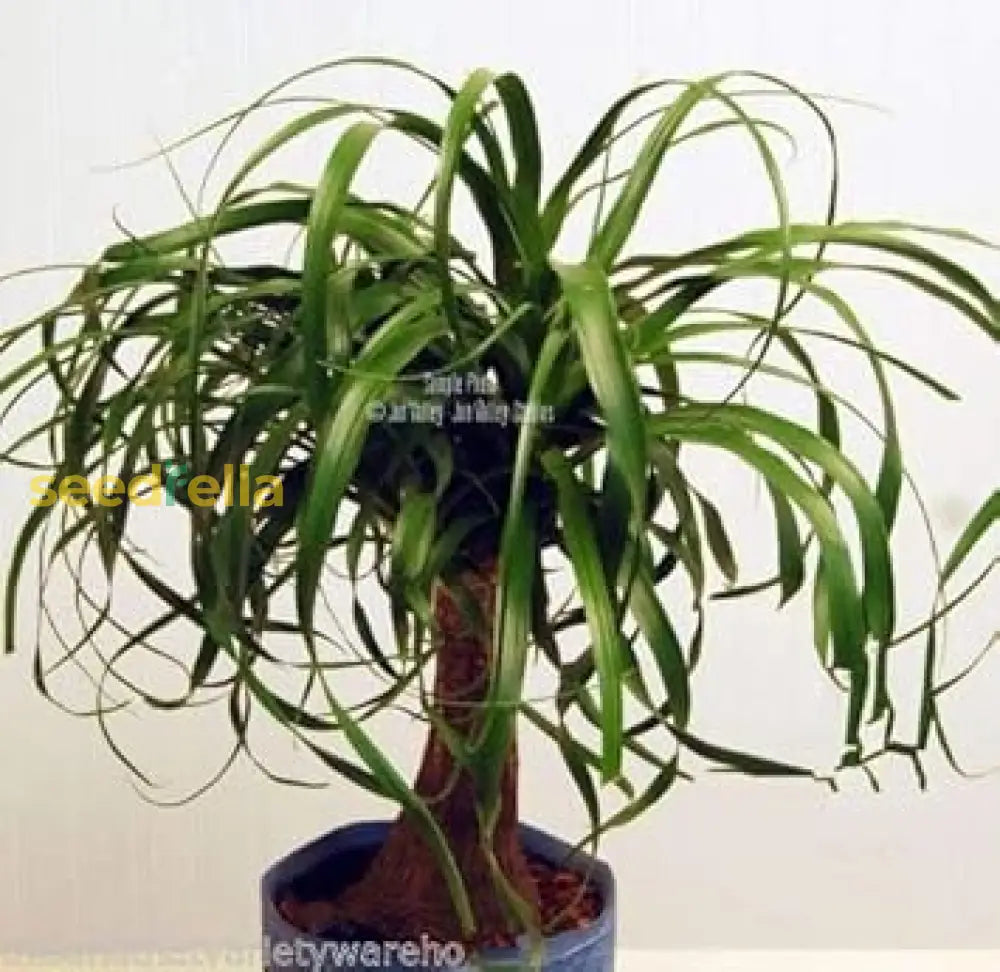 Green Ponytail Palm Seeds For Planting Tropical Indoor Plant Seeds