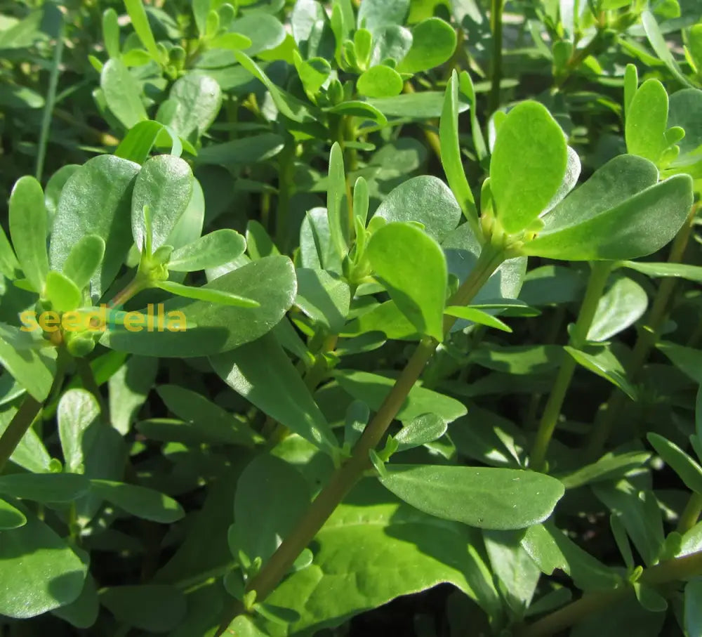 Green Purslane Seeds For Easy Planting Nutritious Garden Addition Plant Seeds