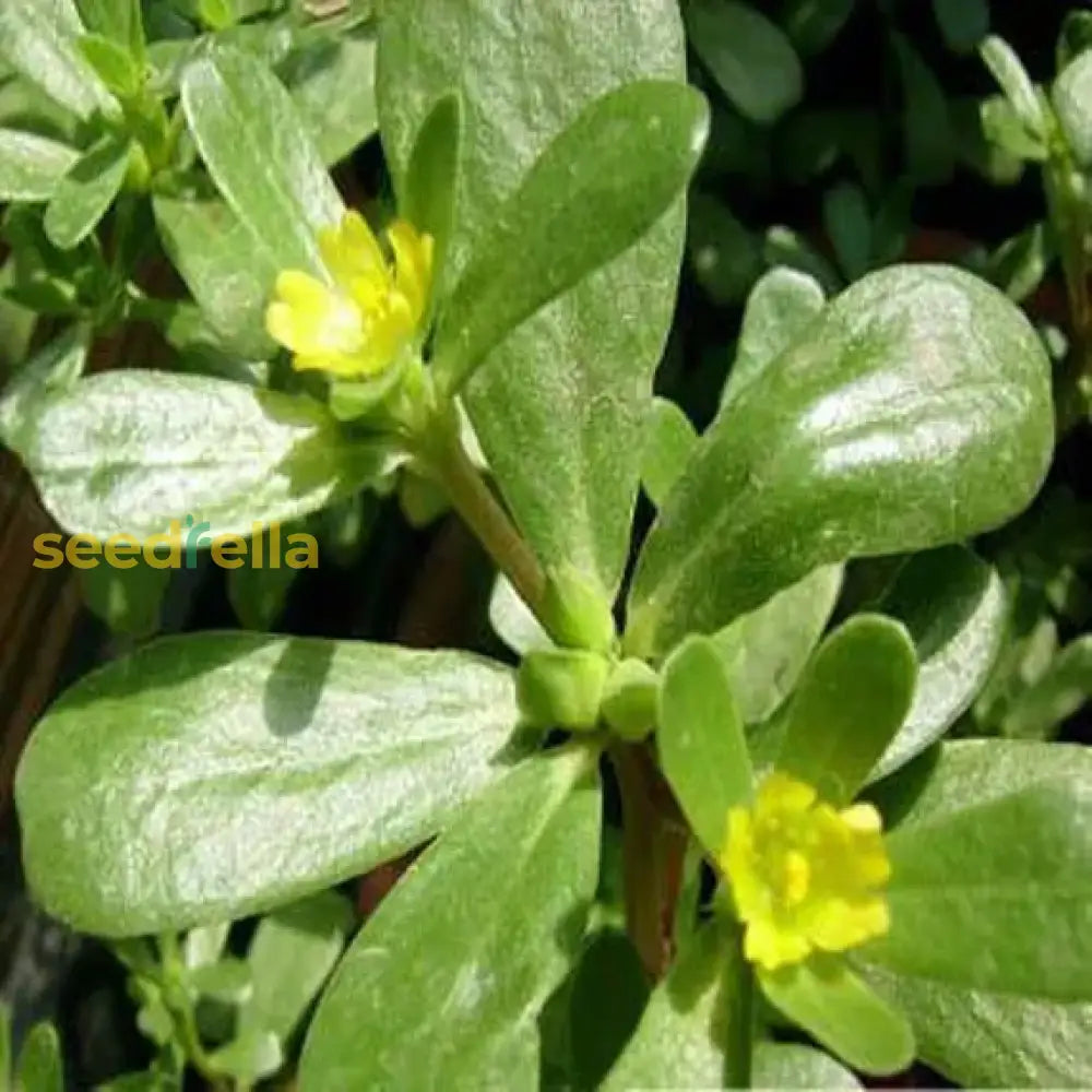 Green Purslane Seeds For Easy Planting Nutritious Garden Addition Plant Seeds