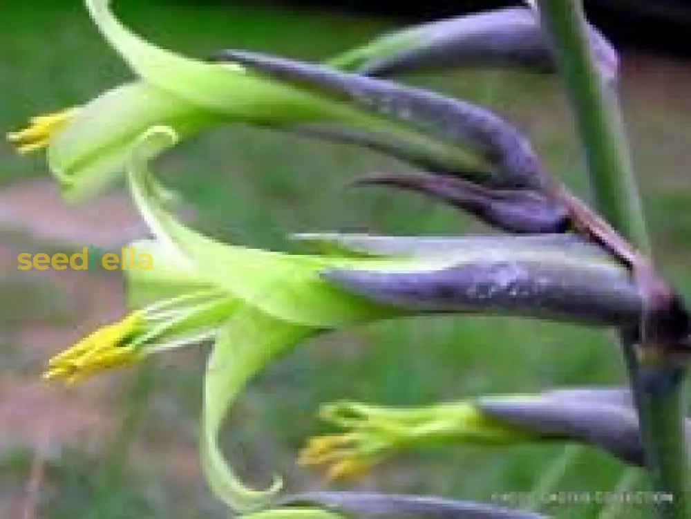 Green Puya Mirabilis Seeds For Planting - Exotic Flower Plant Seeds