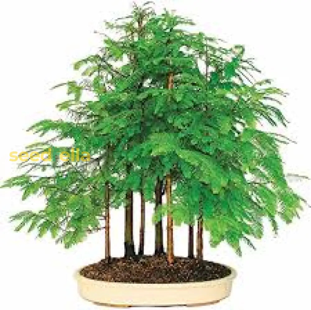 Green Redwood Forest Bonsai Seeds For Planting | Grow Your Own Tree Plant Seeds