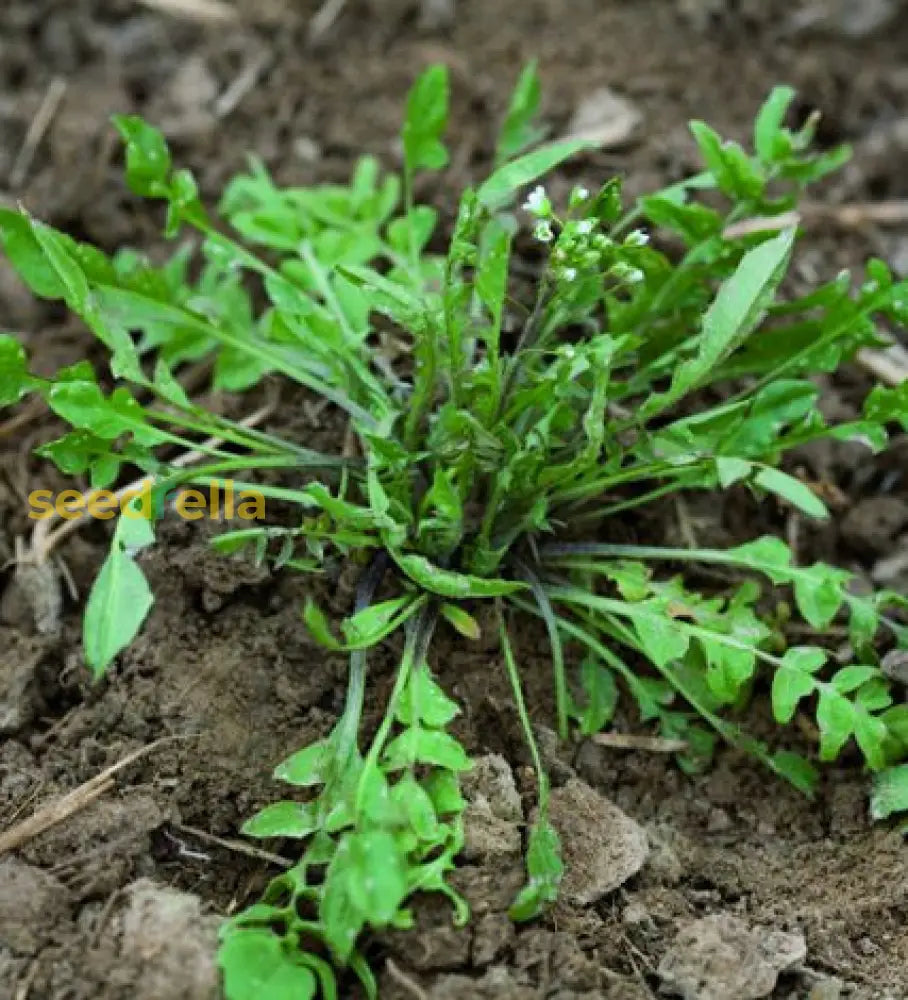 Green Shepherd’s Purse Seeds For Easy Planting Plant Seeds