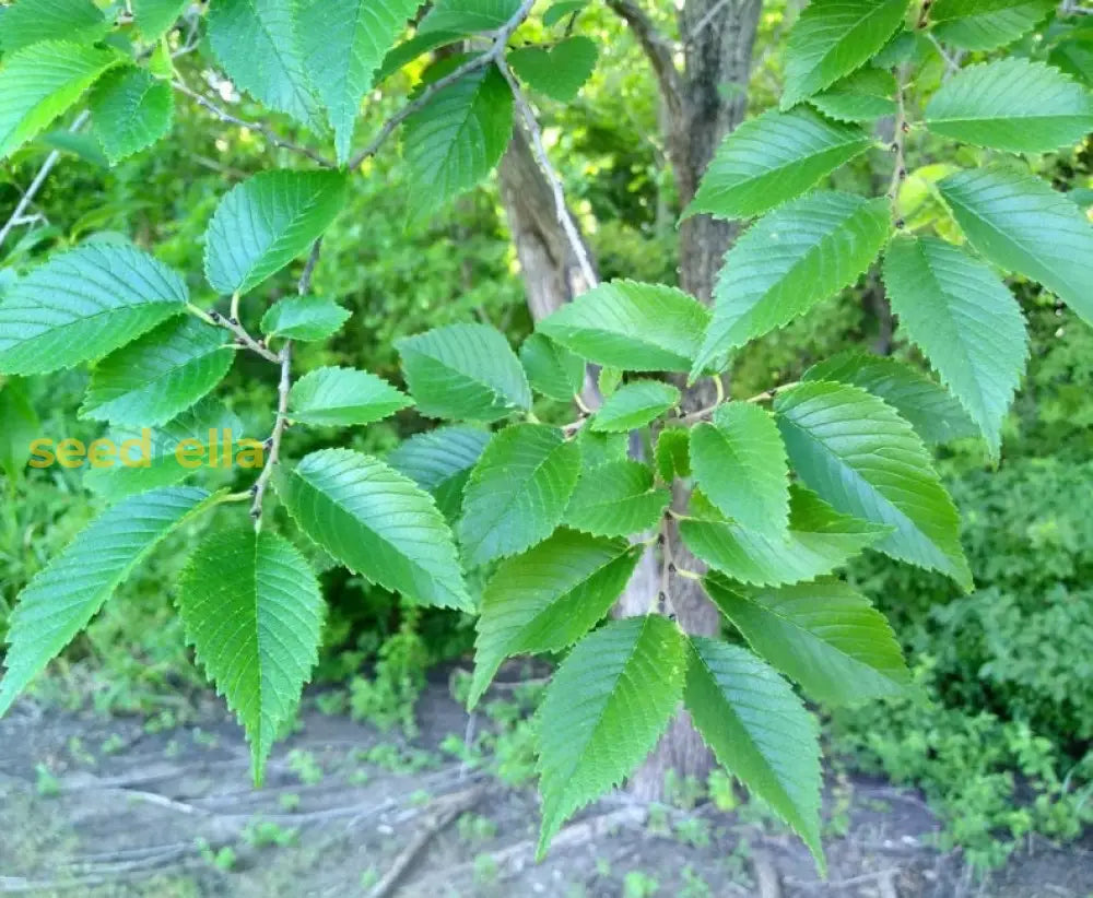 Green Siberian Elm Seeds For Planting Plant Seeds